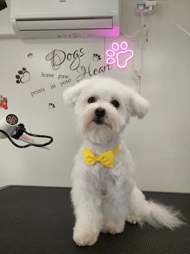 =Na Psa Urok= Salon Pielęgnacji Psów